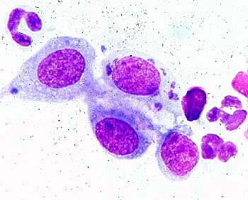 ХЛАМИДИОЗ У КОШЕК Фото