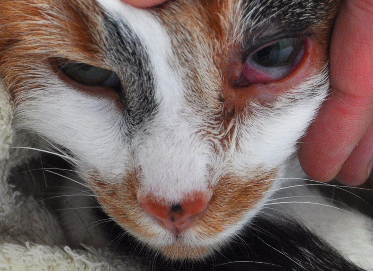 Хламидиоз у кошек Фото