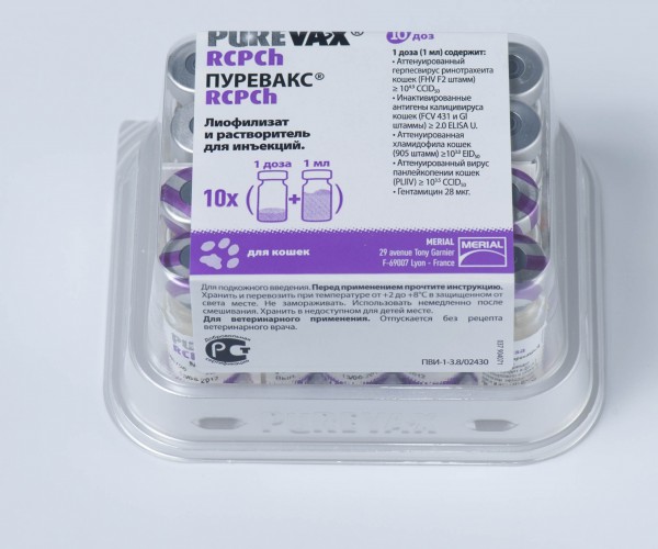 Хламидиоз у кошек Фото