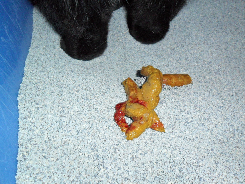 Кровь в кале у кошек Фото