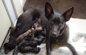 Метрит у собак Фото