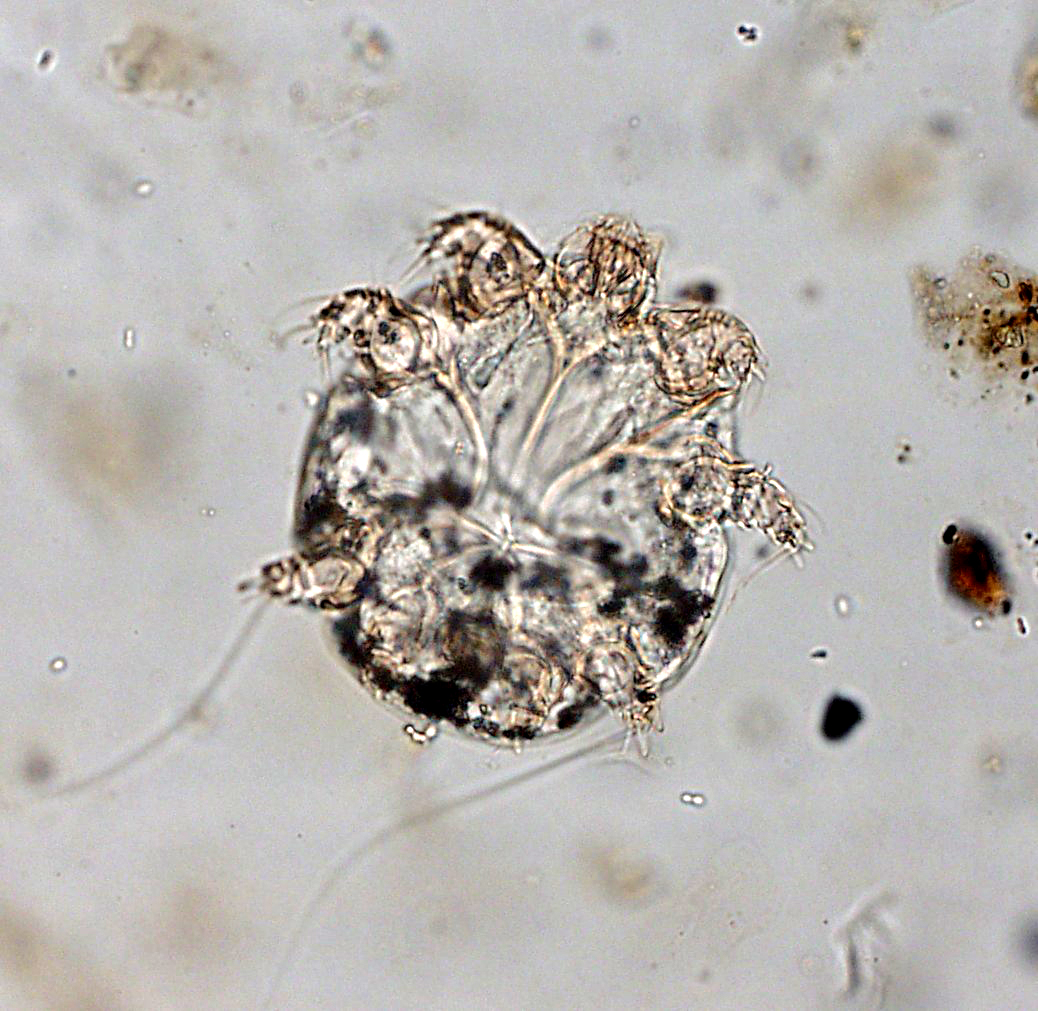 Нотоэдроз у кошек Фото