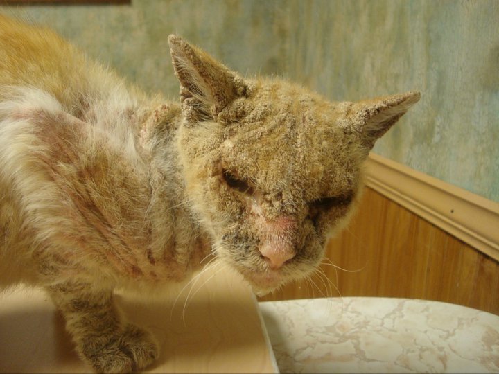 Нотоэдроз у кошек Фото