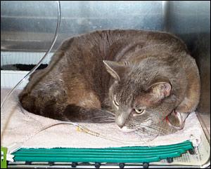 Пакреатит у кошек Фото