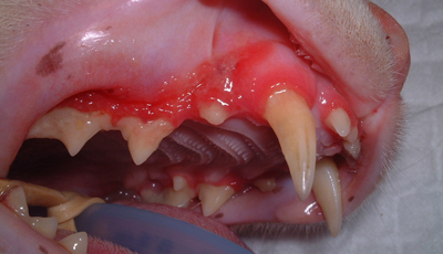 Стоматит у кошек Фото