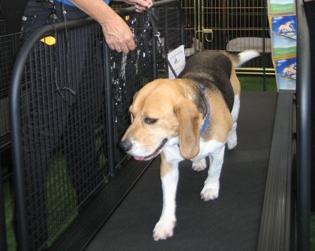 Беговая дорожка для собак Фото