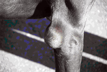 Бурсит у собак Фото