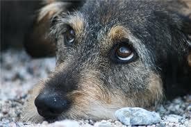 Лечение чумки у собак