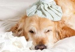 Вольерный кашель у собак Фото