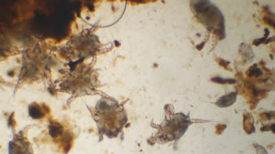 Отодектоз у кошек Фото