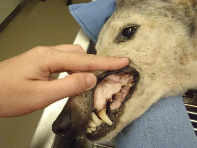 Имуноопосредованная гемолитическая анемия у собак Фото