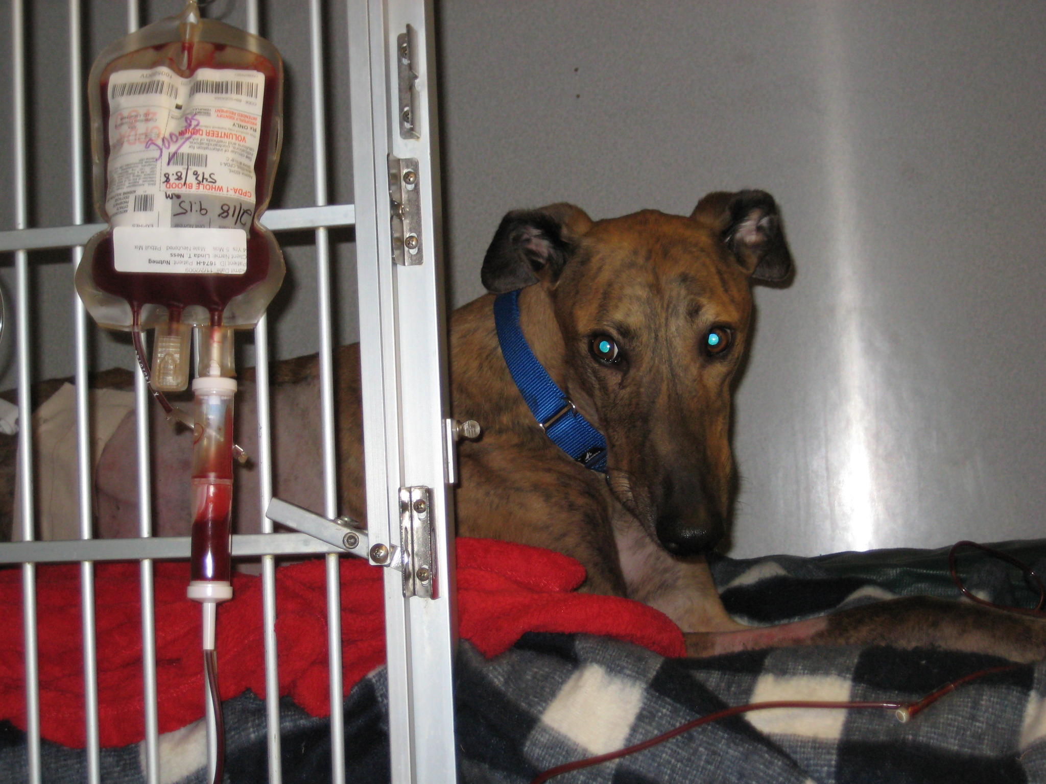 Имуноопосредованная гемолитическая анемия у собак Фото