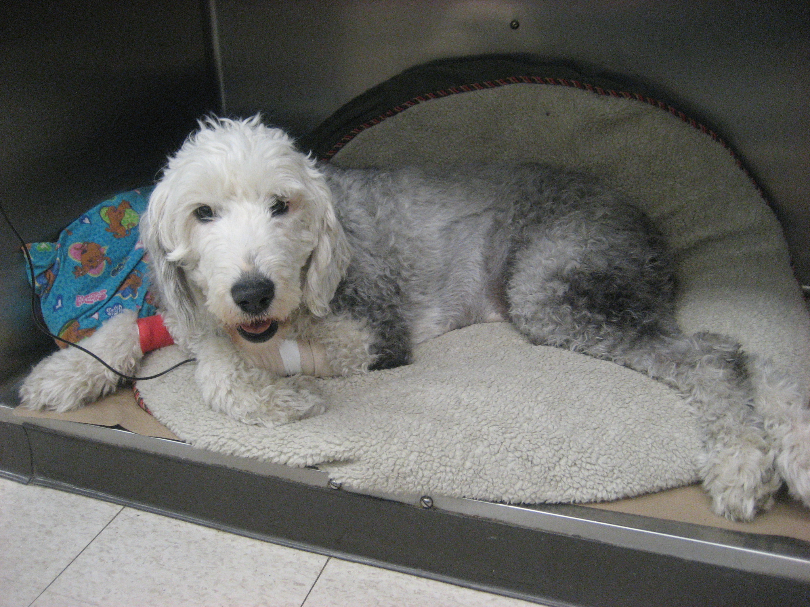 Полирадикулоневрит у собак Фото