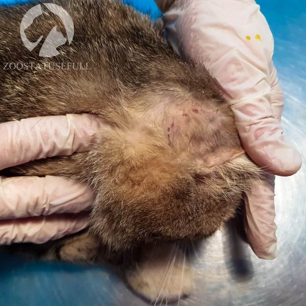 У собаки чешется ухо что делать Фото у кошки чешется ухо