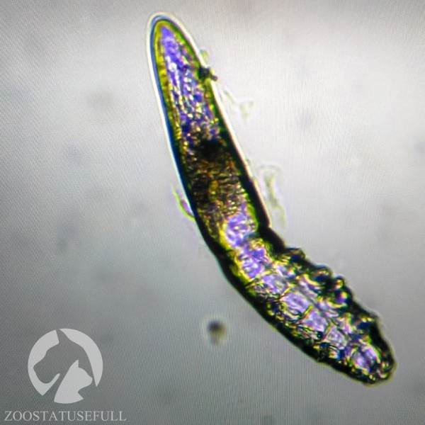 У собаки чешется ухо что делать Фото у кошки чешется ухо