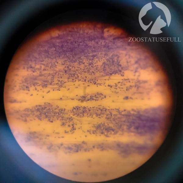 У собаки чешется ухо что делать Фото у кошки чешется ухо