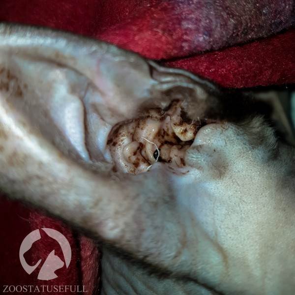 У собаки чешется ухо что делать Фото у кошки чешется ухо