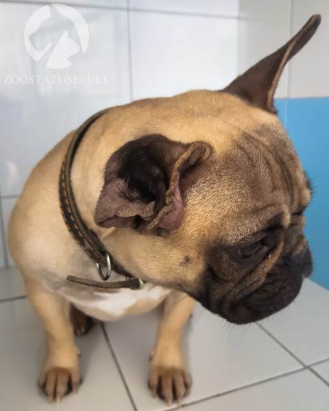 У собаки чешется ухо что делать Фото у кошки чешется ухо