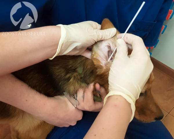 У собаки чешется ухо что делать Фото у кошки чешется ухо