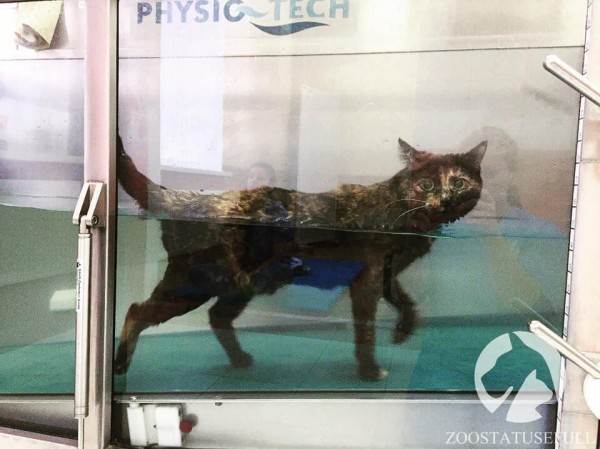 интересные истории о собаках