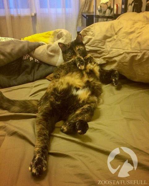 интересные истории о собаках