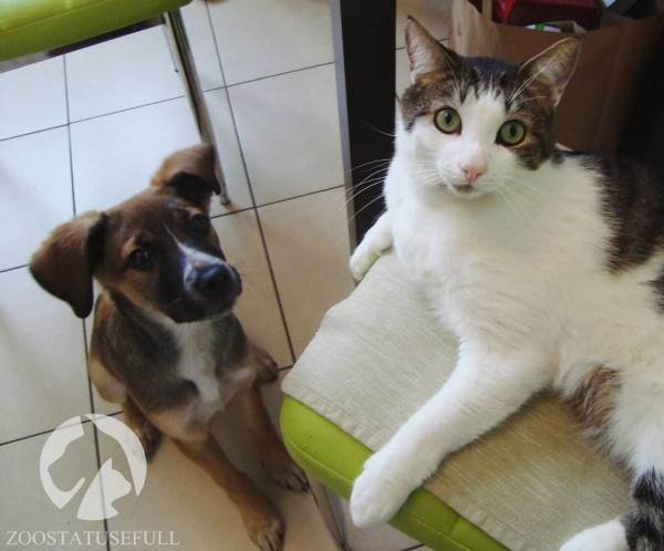 интересные истории о собаках