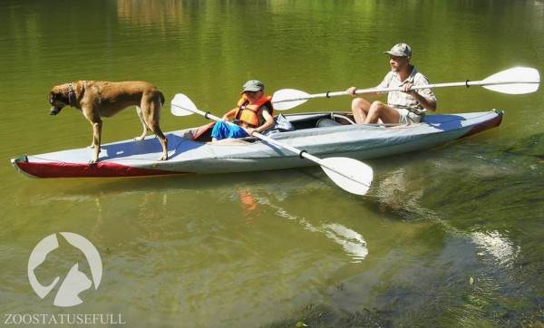 интересные истории о собаках