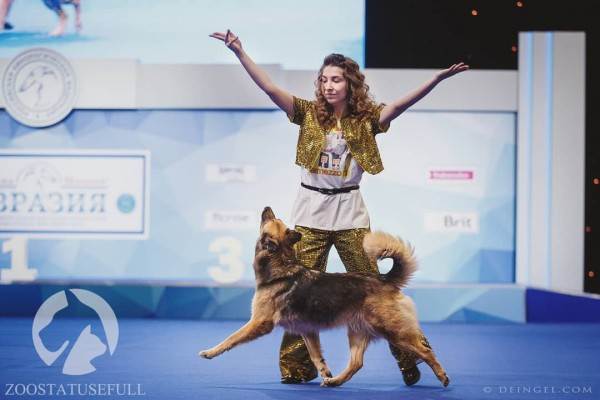 интересные истории о собаках