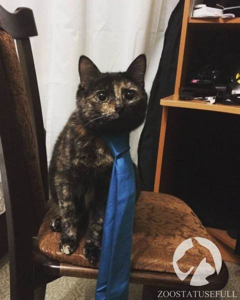 интересные истории о собаках