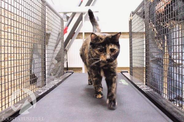 интересные истории о собаках