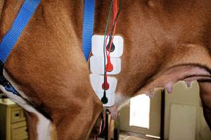 Дилатационная кардиомиопатия собак (ДКМП) Фото