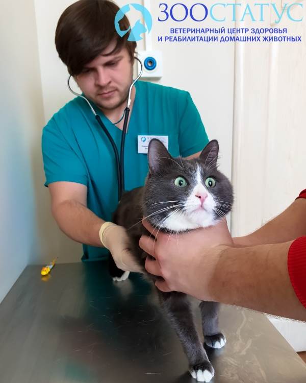 повышенная температура у кошки