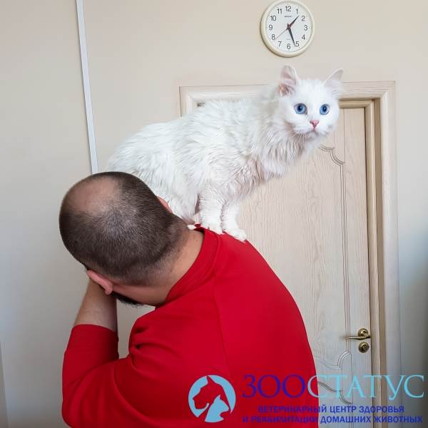 повышенная температура у кошки