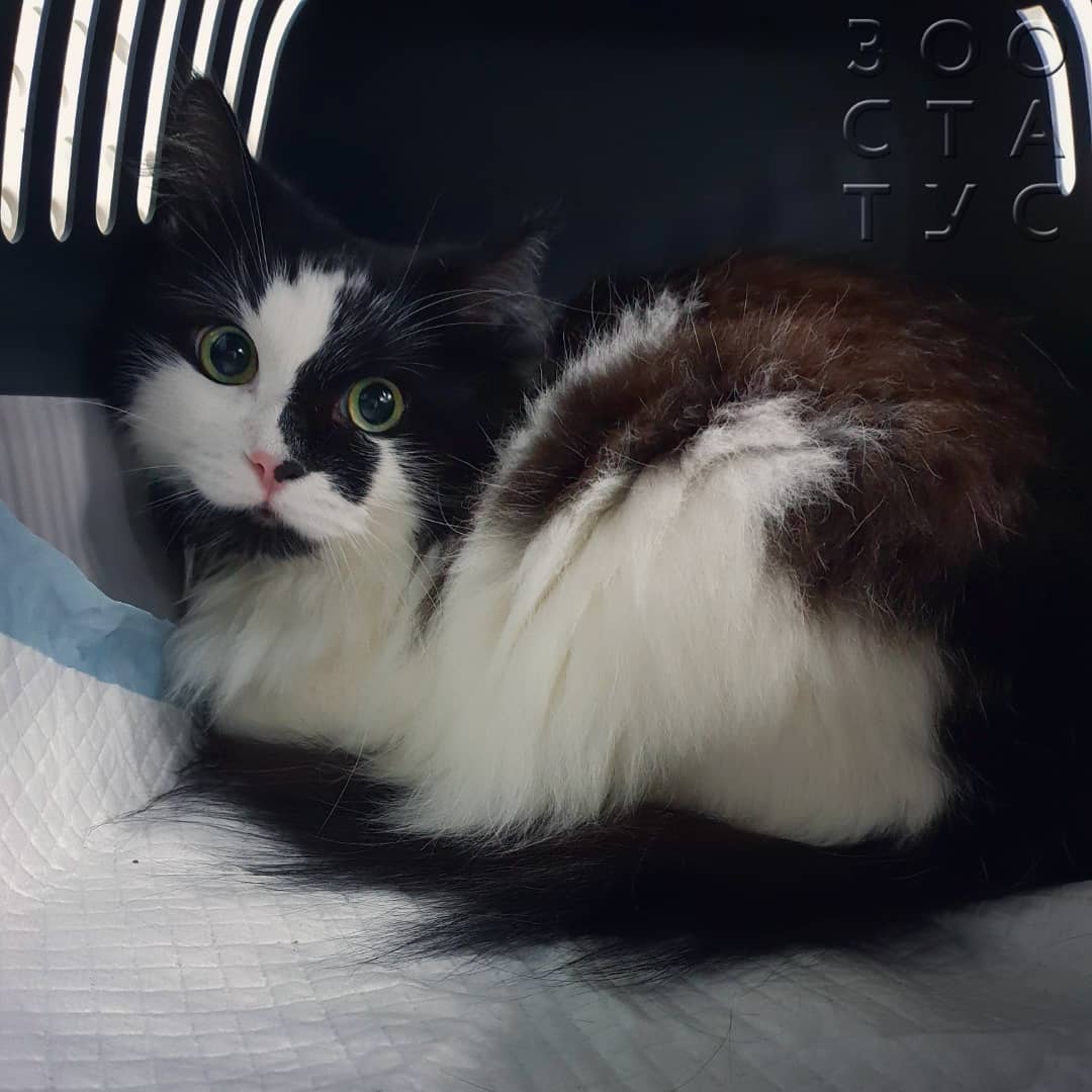 повышенная температура у кошки