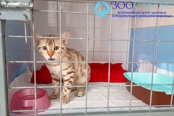 гиперпаратиреоз у кошки