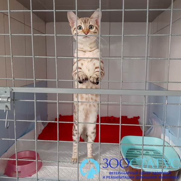 гиперпаратиреоз у кошки