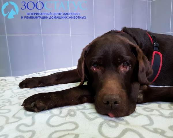 пищевая аллергия у собаки