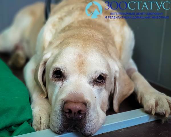 пищевая аллергия у собаки