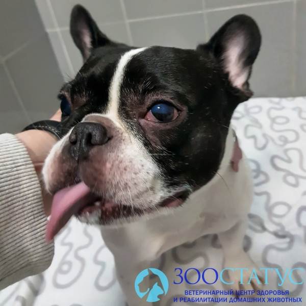 пищевая аллергия у собаки