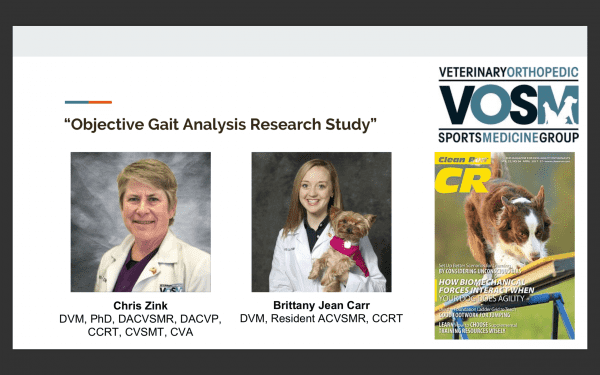 Выбор шлейки Фото выбор шлейки для собак