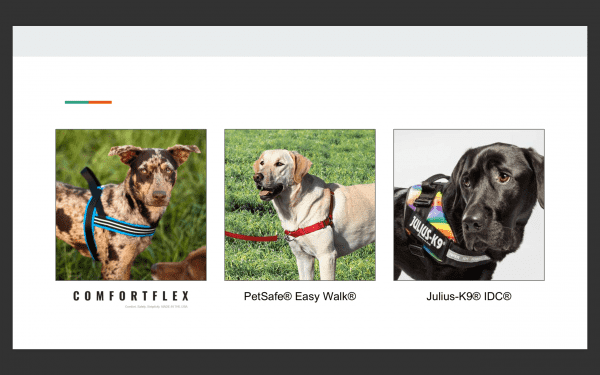 Выбор шлейки Фото выбор шлейки для собак