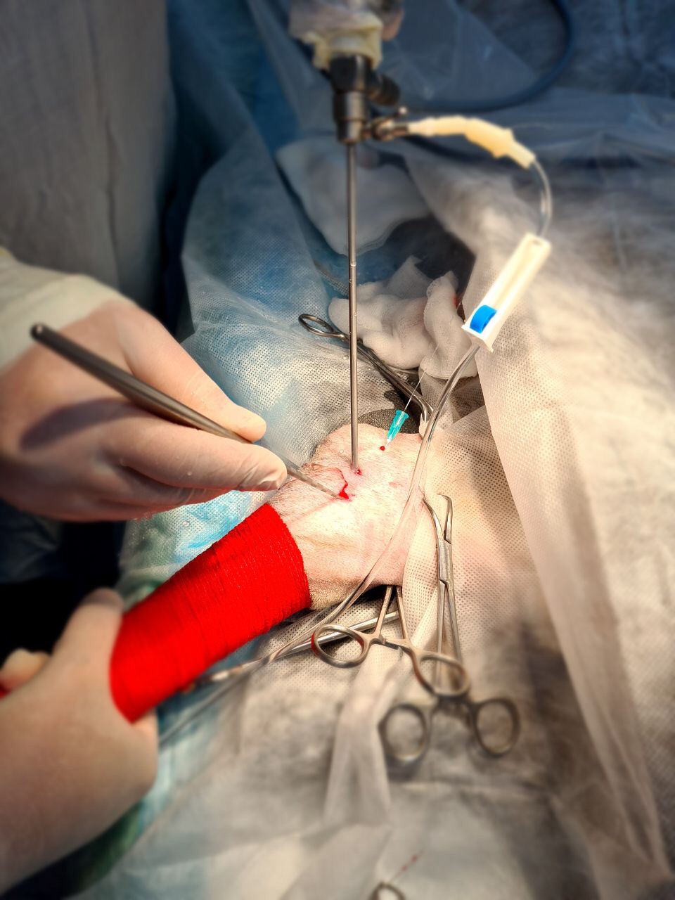 артроскопия ветеринарная