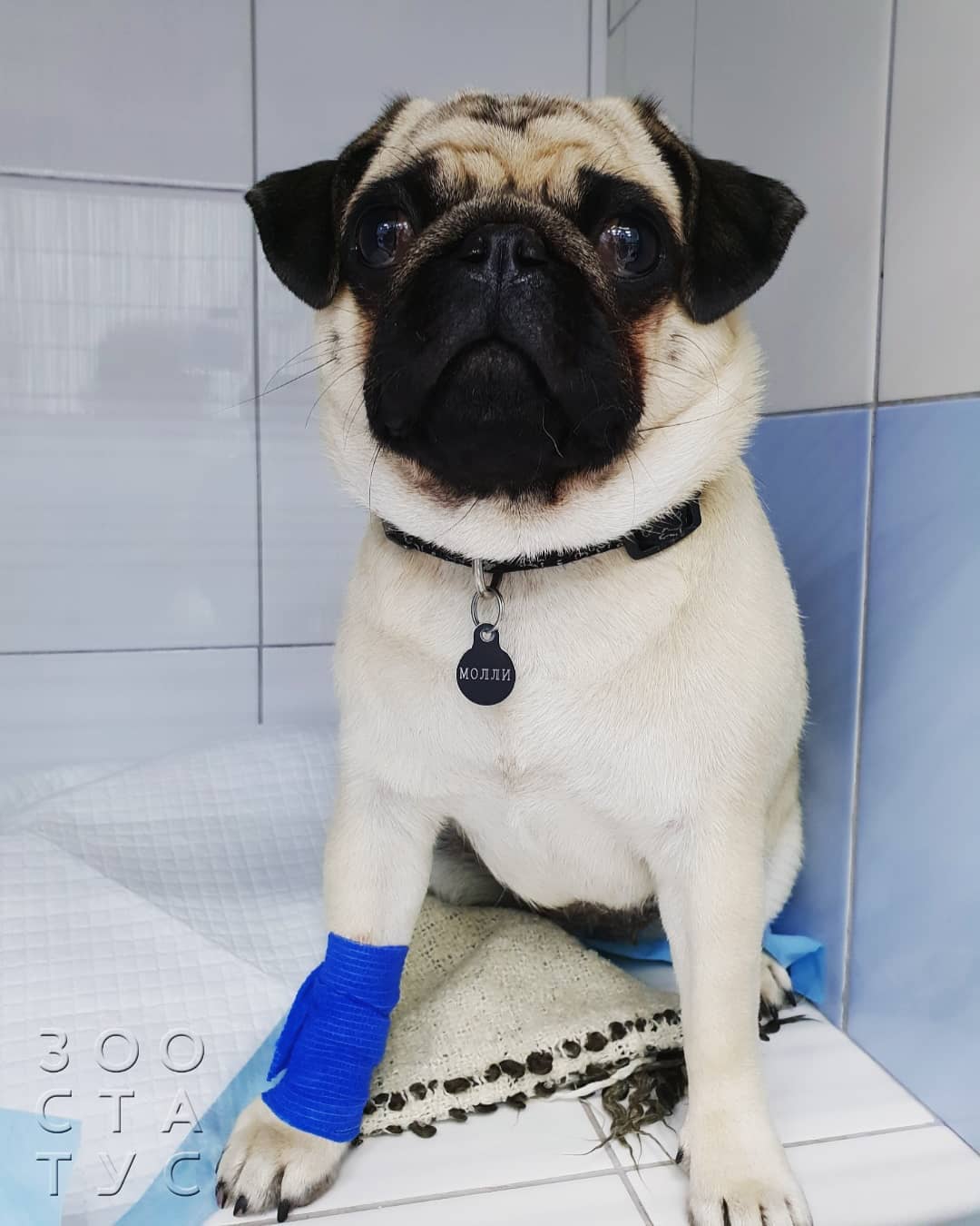 брахицефалический синдром