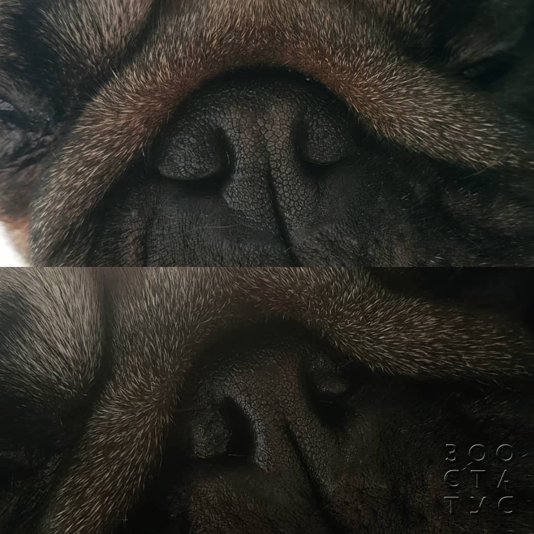 брахицефалический синдром