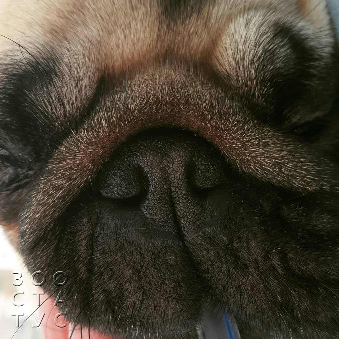 брахицефалический синдром