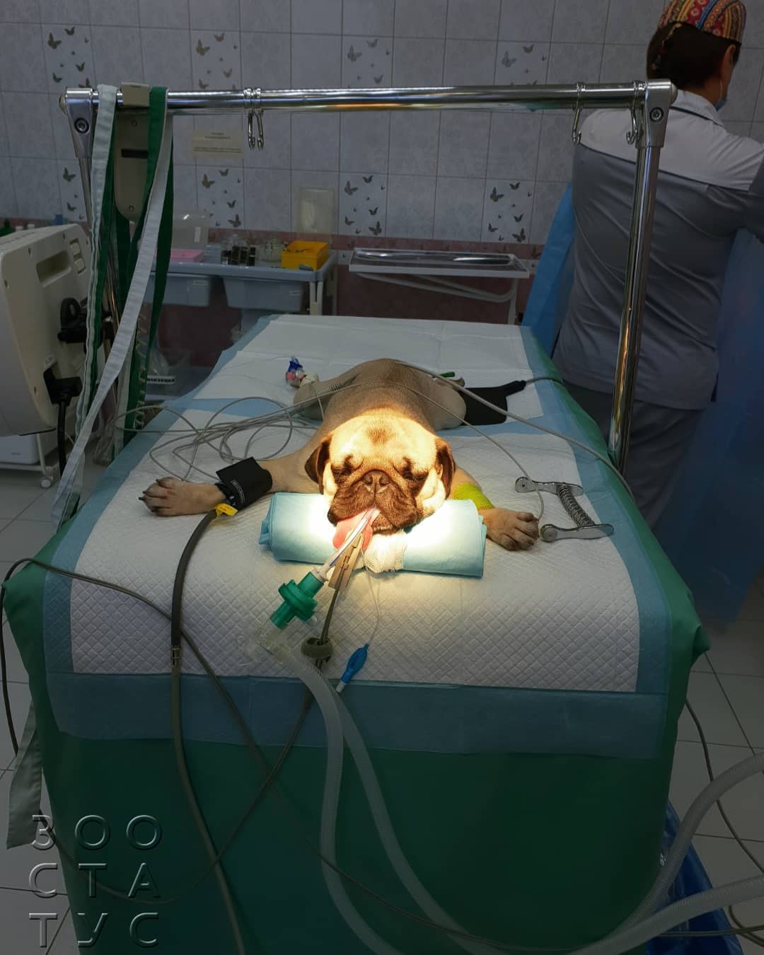 брахицефалический синдром