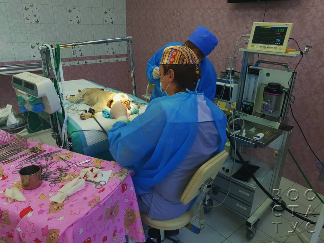 брахицефалический синдром