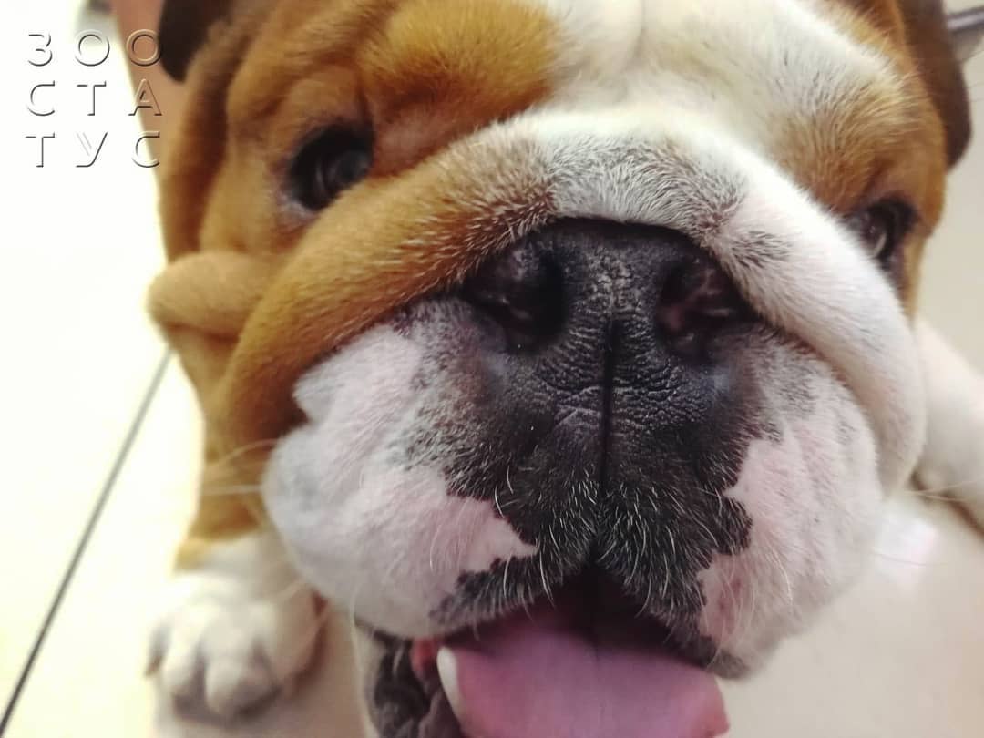 брахицефалический синдром