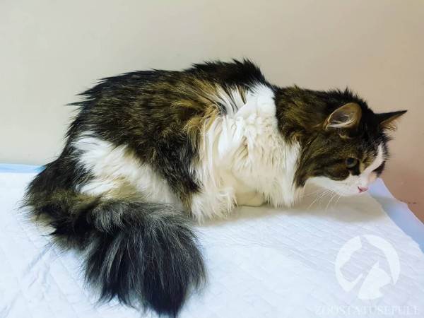 бешенство у домашних животных