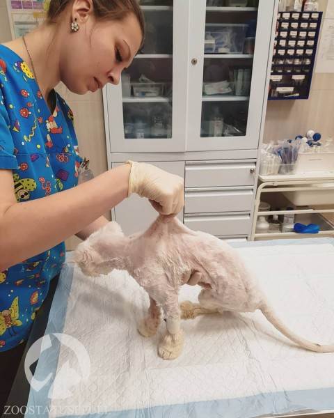 бешенство у домашних животных